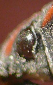 P1020387.jpg