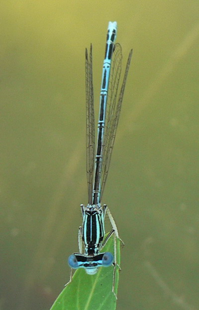 P1020427.jpg