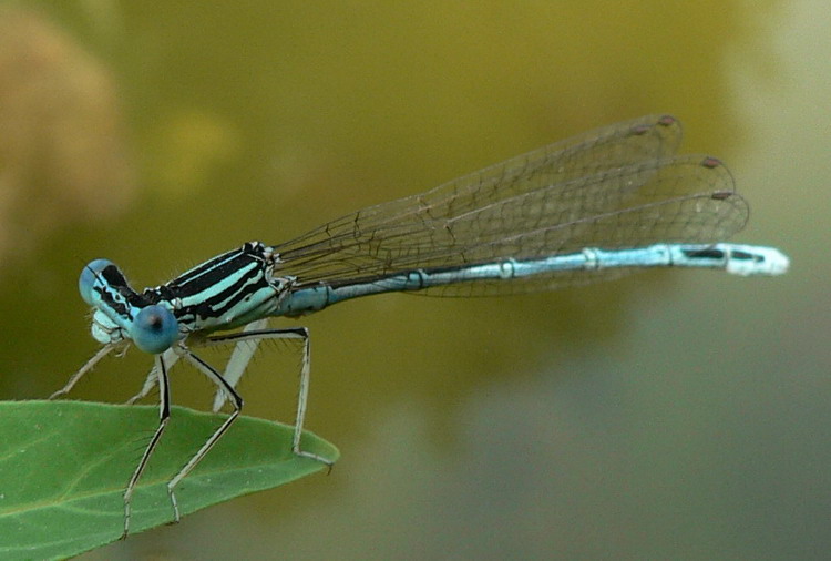P1020444.jpg
