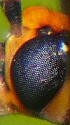 P1020757_crop.jpg