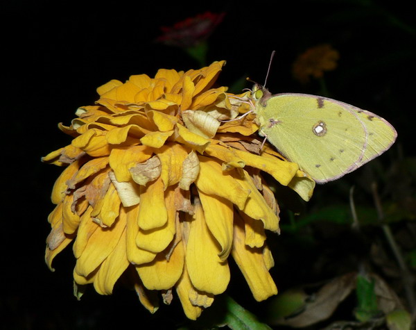P1030143.jpg