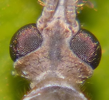 P1030208_d.jpg