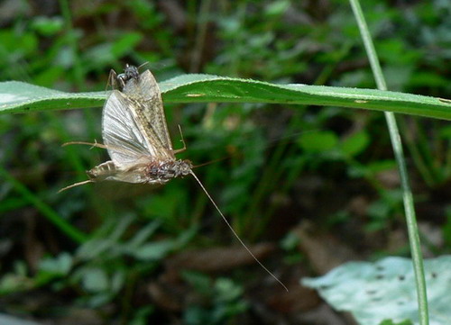 P1030545.jpg