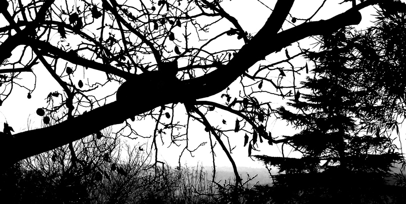 P1040679(1)(1).jpg
