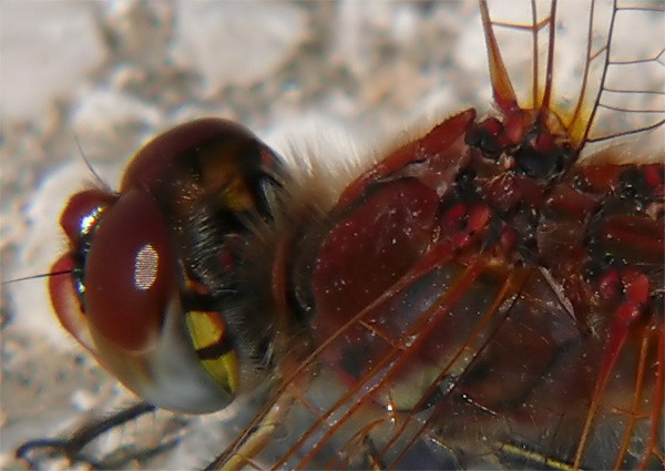 P1040718_crop.jpg