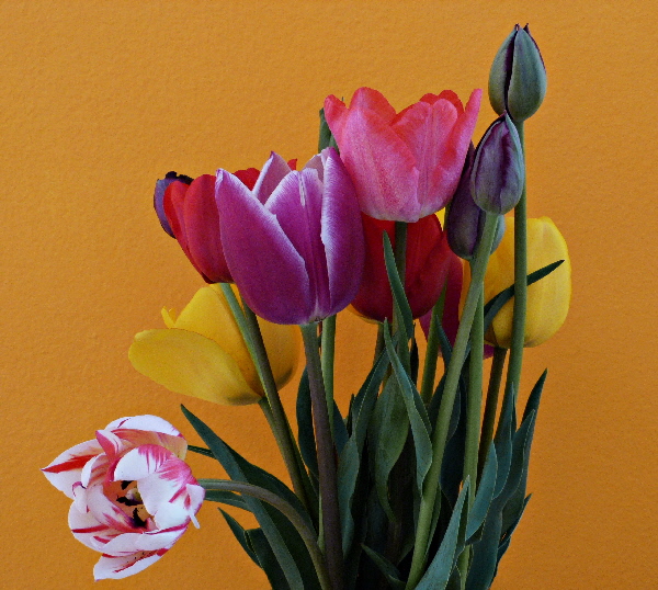 P1050097silk1(1).jpg