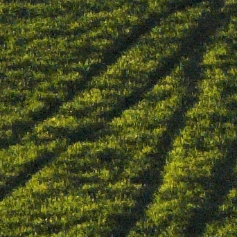 P1050555_1_RSE-01#crop100%.jpg