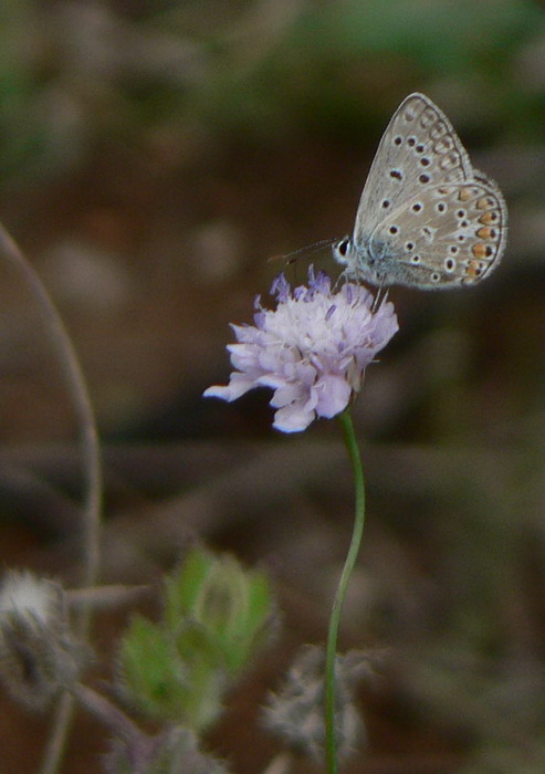 P1050873.jpg