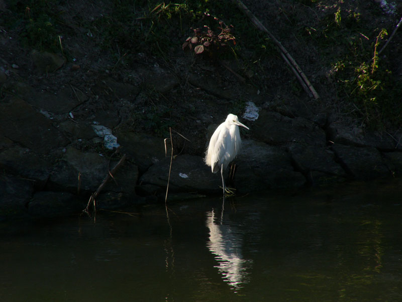 P1060333.jpg