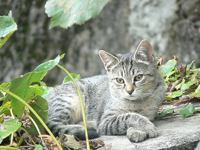 P1070227.JPG