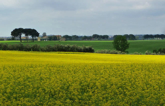P1070840 - colza 1.jpg