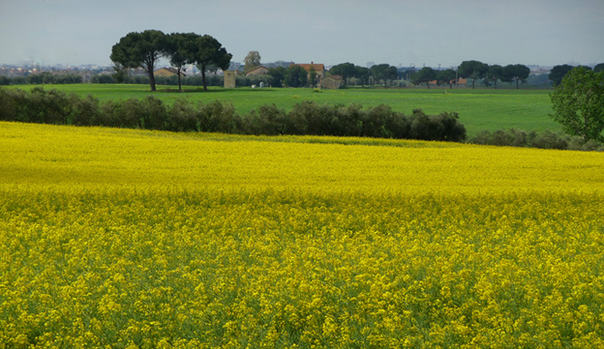 P1070842 - colza 2.JPG