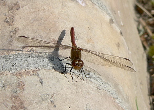 P1080214.jpg