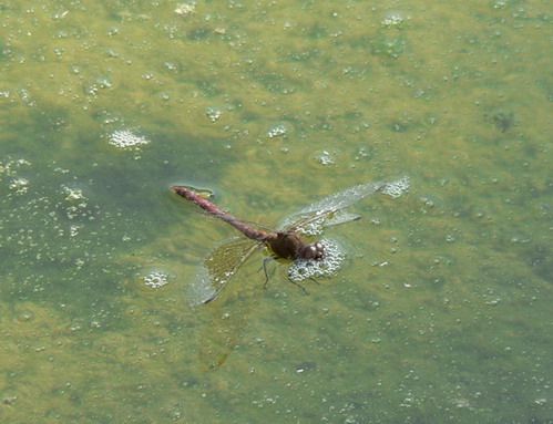 P1080346.jpg