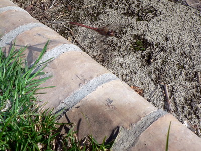 P1080562.jpg
