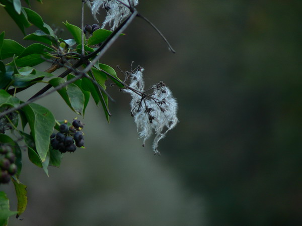 P1080782.jpg