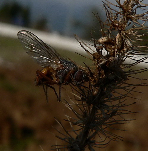 P1090081.jpg