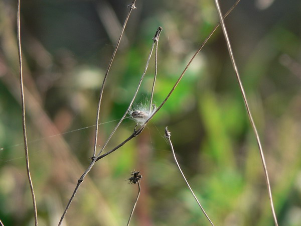 P1090341.jpg