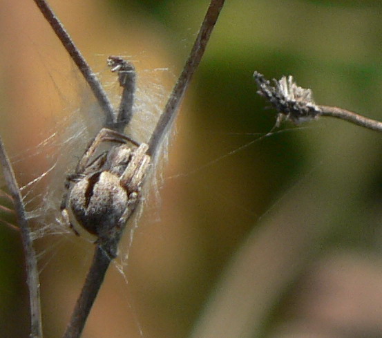 P1090343.jpg