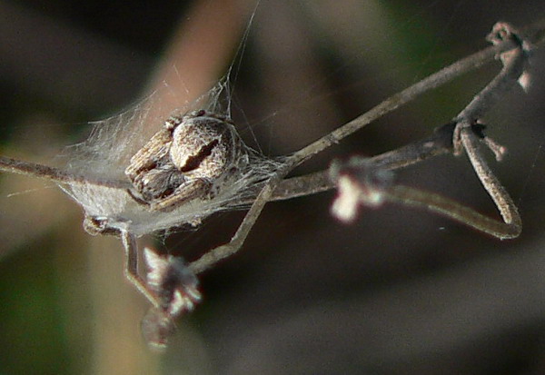 P1090347.jpg