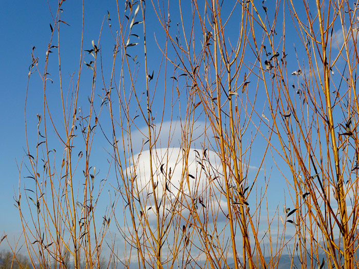 P1110136-w1.jpg