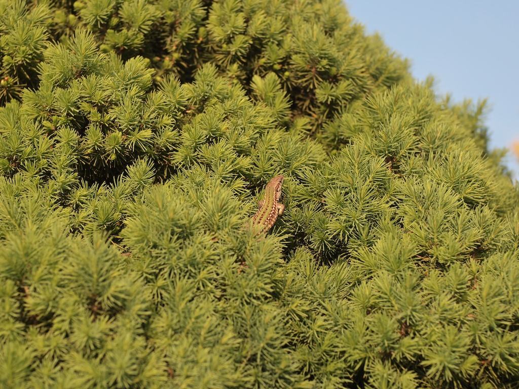 P4280422.jpg