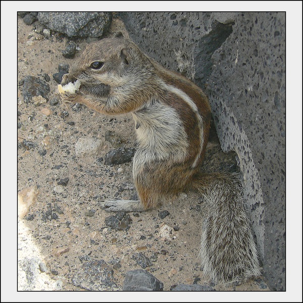 p4_scoiattolo3.jpg