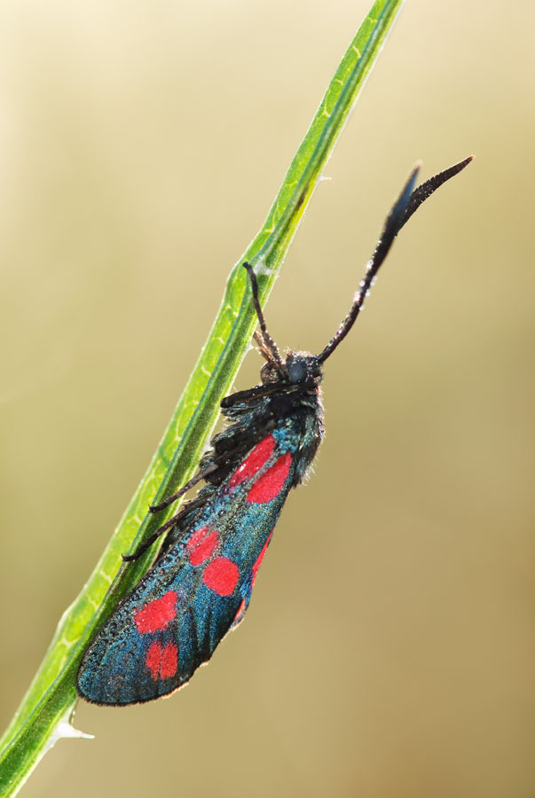 P8295495-2b2.jpg