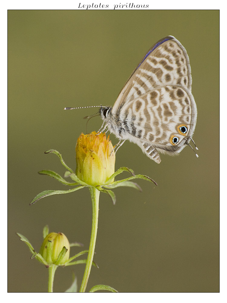 P9120074leptotes pirithous_rit.jpg