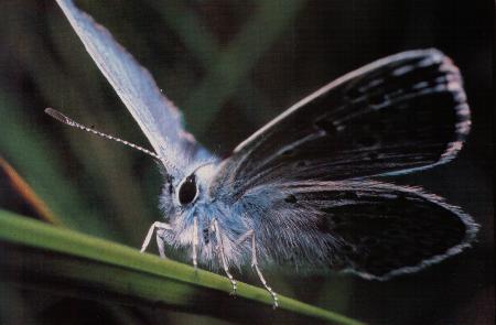 p_reflex_sp_1290.jpg