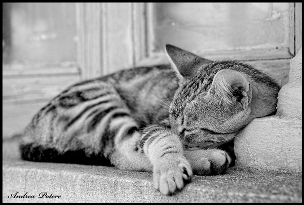 pace-e-sonno-rivista_226_giulia_gioacchini-2.jpg