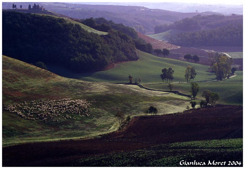 Paesaggio-senese-con-gregge.jpg