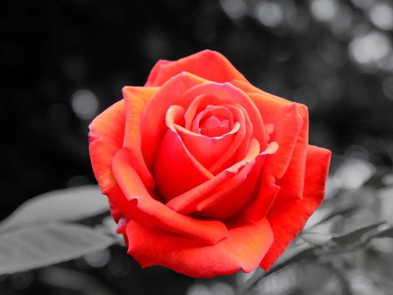 PAINT ROSE2.jpg