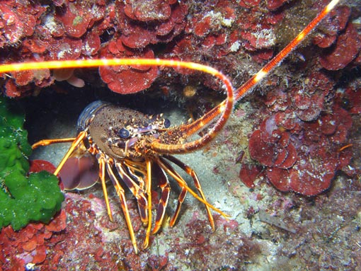 Palinurus-vulgaris1.1.jpg