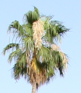 palma8.jpg