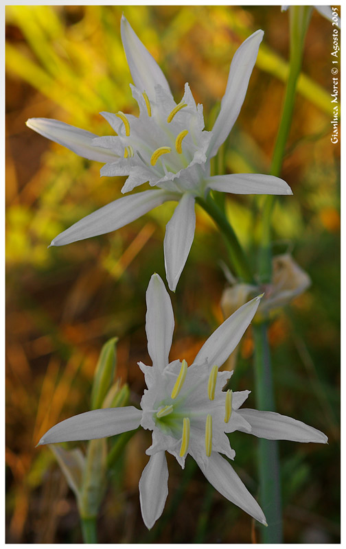 Pancratium-coppia-2.jpg