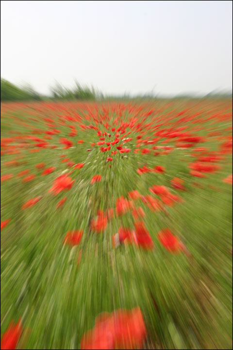 papaveri.jpg