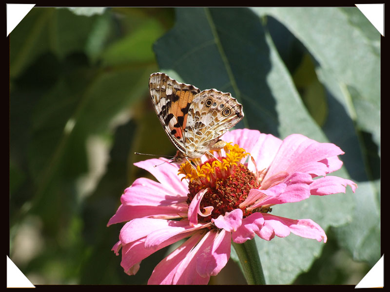 Papillon.jpg