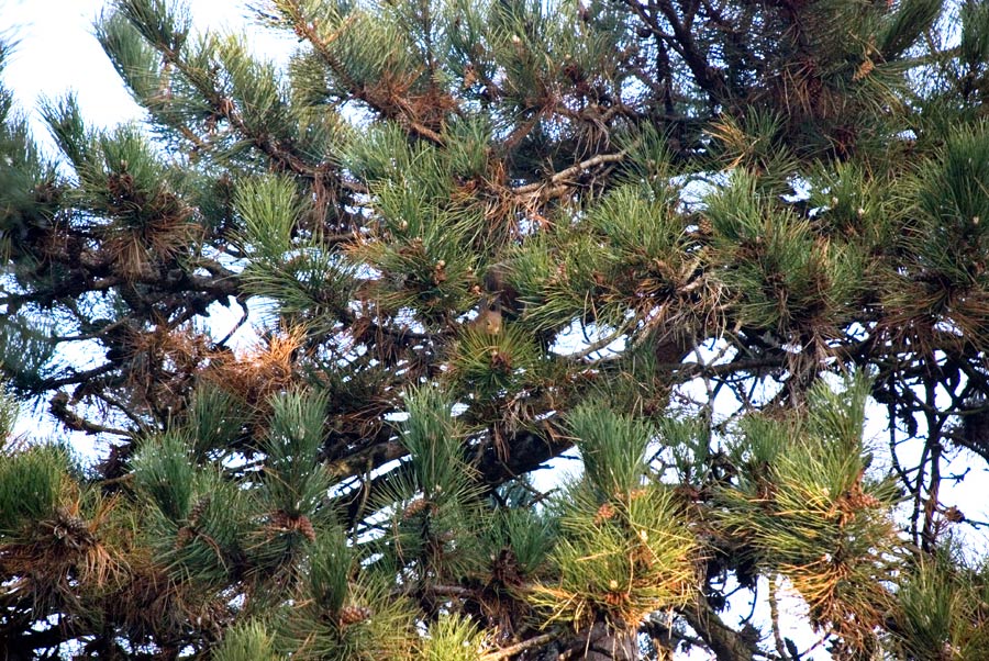 parco-2.jpg