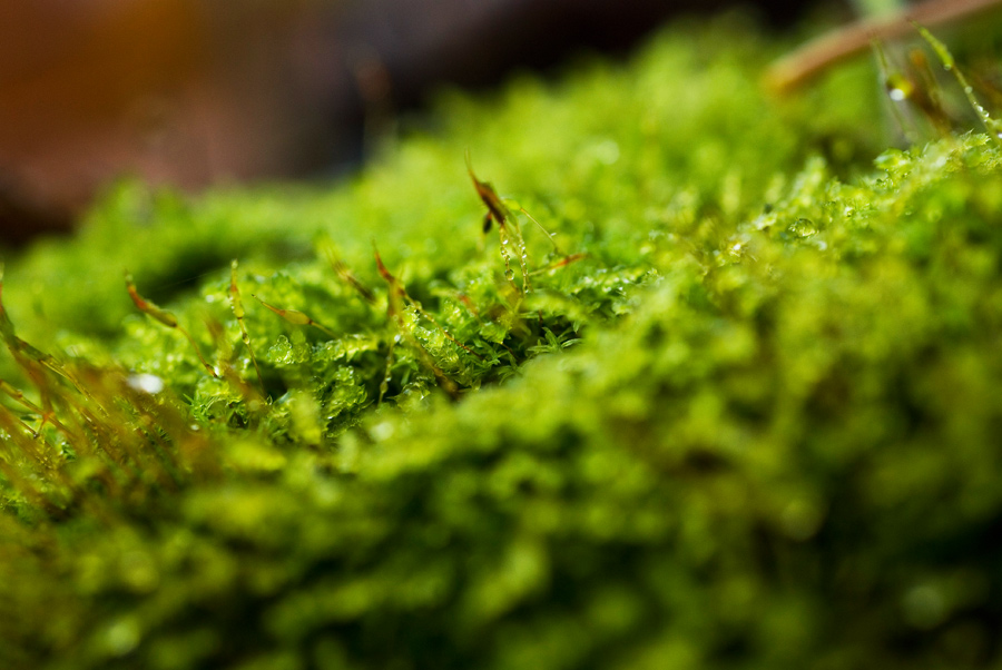 Parco-in-miniatura_3.jpg