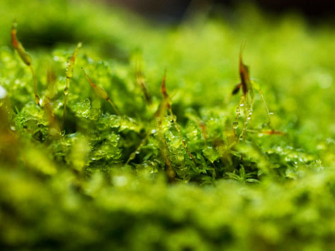 parco-in-miniatura_3_140.jpg