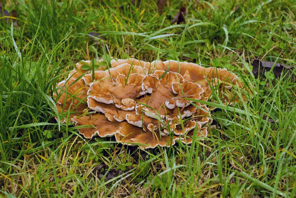Parco-in-miniatura_5.jpg