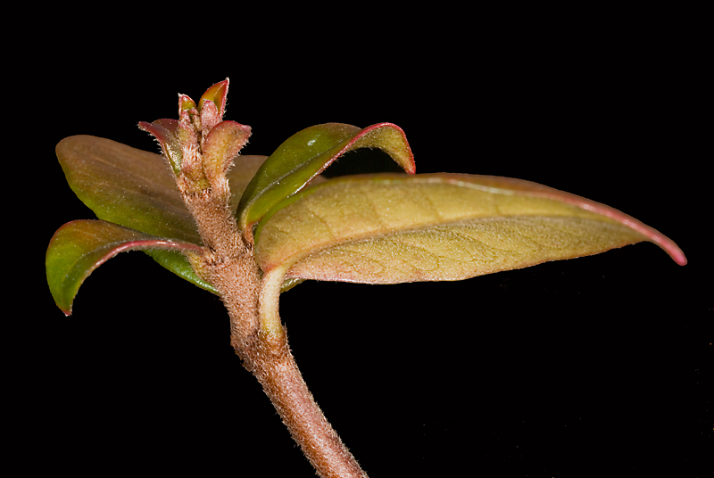parco-macro_1.jpg
