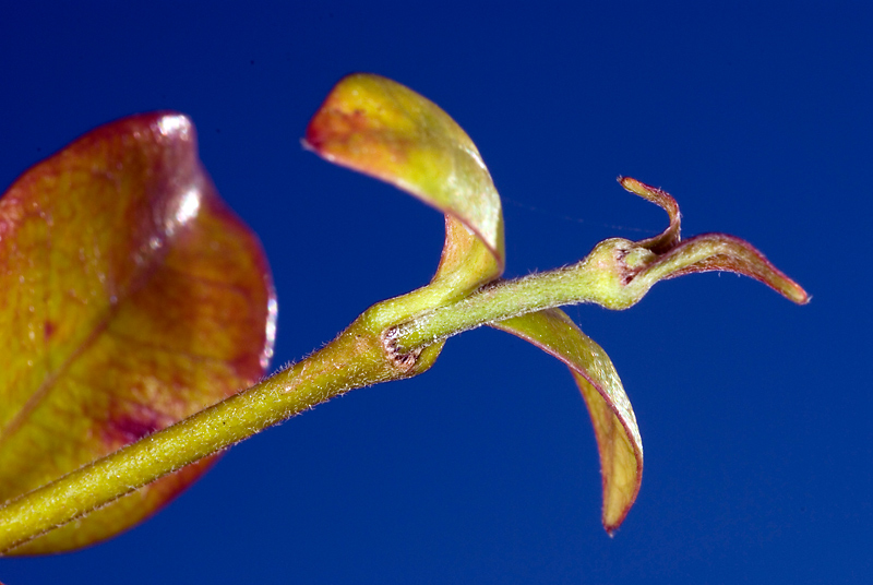 parco-macro_3.jpg