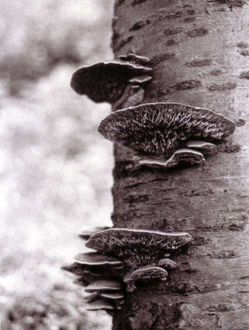 Particolare Ciliegio BN 500x662.jpg
