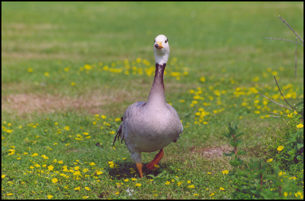 passeggiando.jpg
