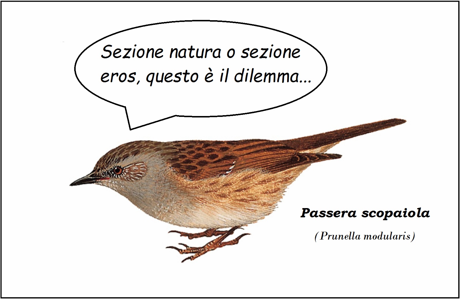 passerascopaiola.jpg