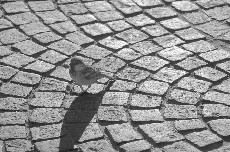 Passero-4.jpg