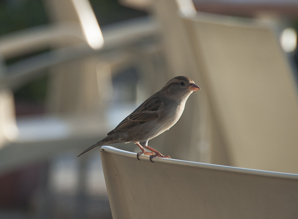 Passero-4.jpg
