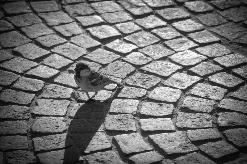 Passero-5.jpg